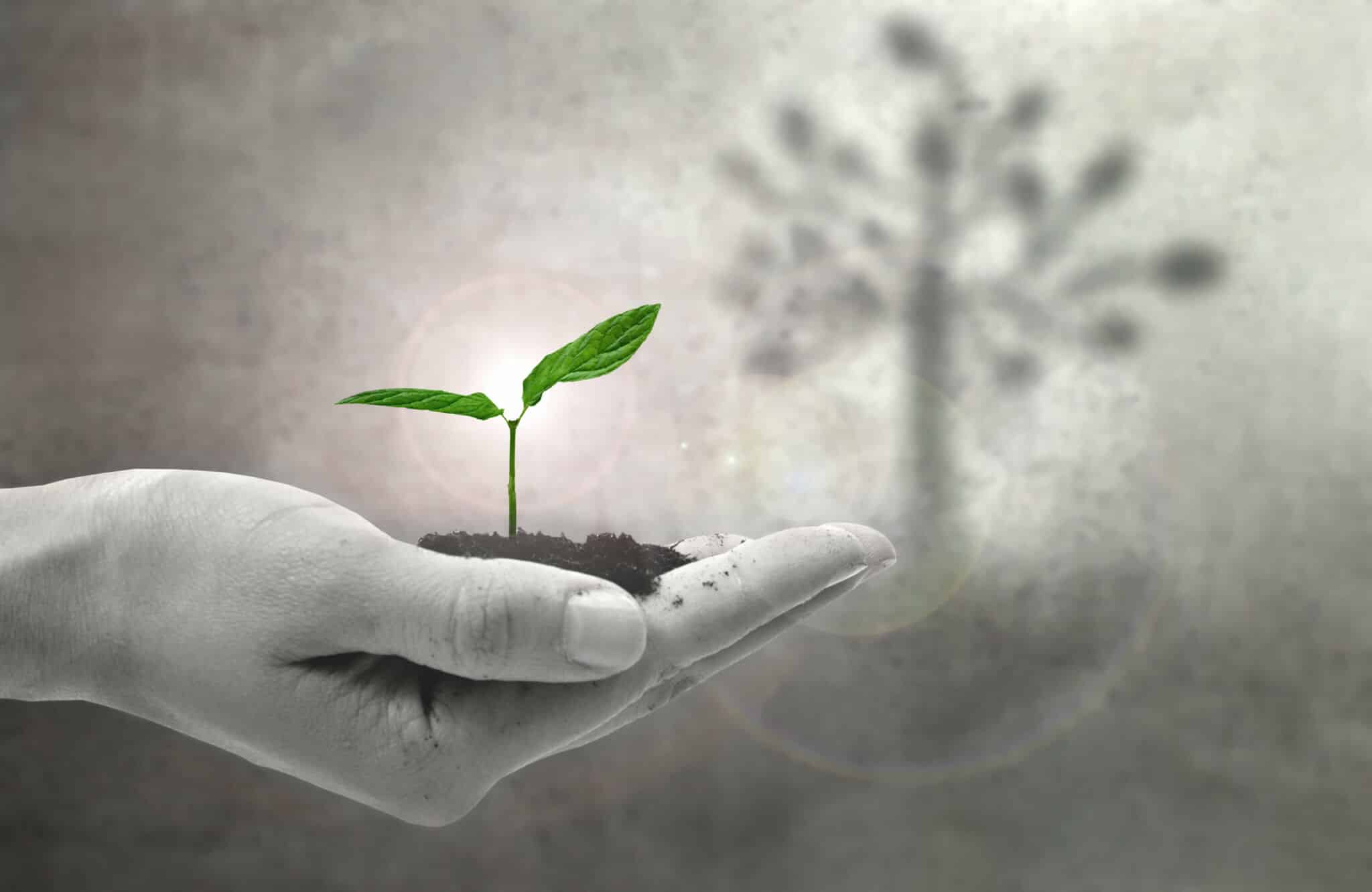 Time to Flourish: Lessons from Gardening